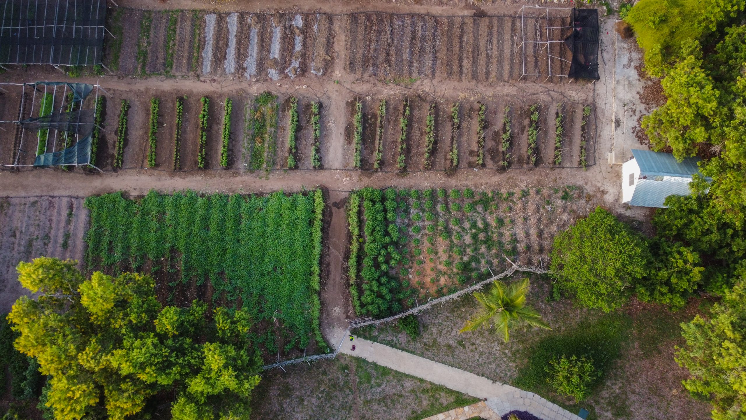 Mama's Vegetable Garden