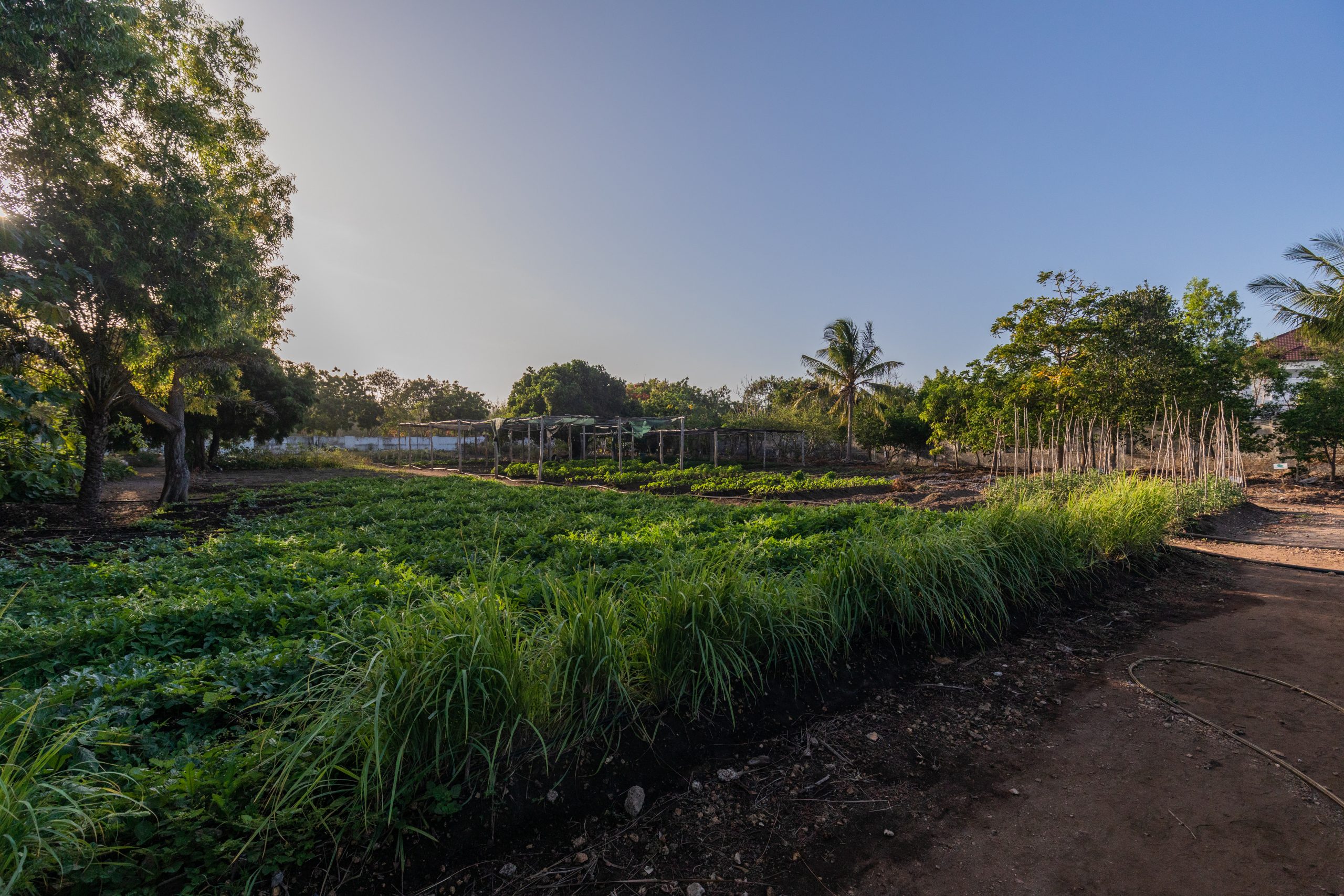 Mama's Vegetable Garden