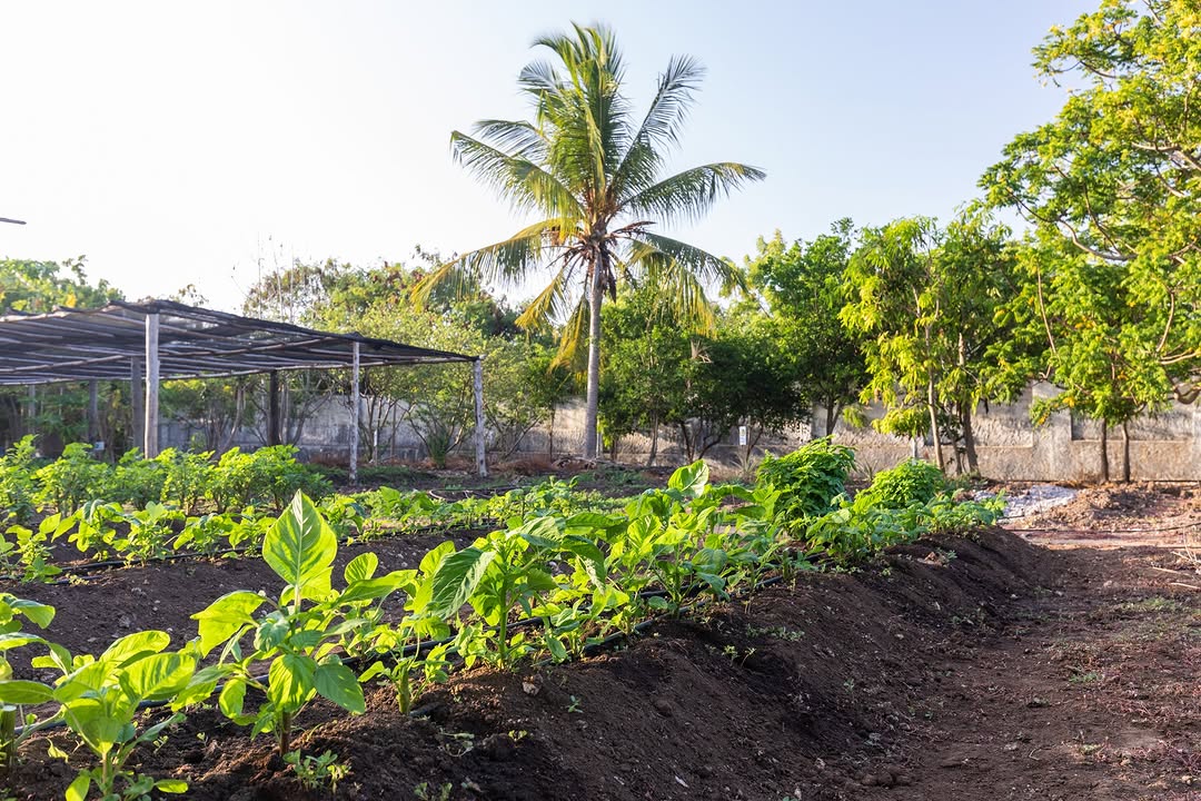 Fresh from the garden, straight to your table 
🌿 🍅 🥑 🌶️ 🥭
Our vegetables are grown just steps from the Masai Village, bringing a fresh touch to the dishes you’ll enjoy during your stay.

Your Zanzibar escape starts with one click. 
Discover it on our website, link in bio!

#karafuubeachresort #zanzibar #greengarden #organic #freshfood
